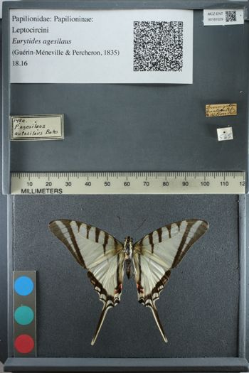 Media type: image;   Entomology 181029